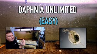 How I Raise Daphnia Water Fleas And You Can Too [upl. by Ariadne]