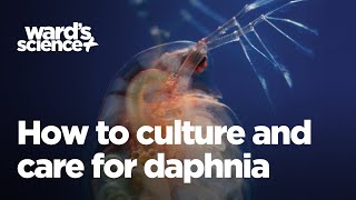 Caring and Culturing for Daphnia [upl. by Baalman794]