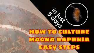 How to Culture Magna Daphnia Easily [upl. by Yeh]