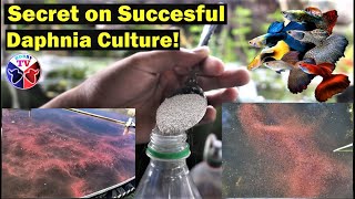 How to Culture Daphnia Successfully [upl. by Etteraj507]