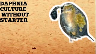 HOW TO CULTURE DAPHNIA NATURALLY WITHOUT A STARTER [upl. by Ecurb957]