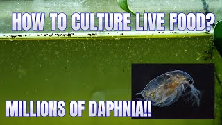 How to Culture Daphnia Secret Method to Breed MILLIONS  Simply Aquatic [upl. by Alicia194]