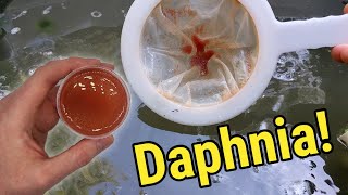 How I Culture Daphnia In Outdoor Tubs [upl. by Leonor488]