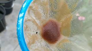 How to culture daphnia moina in a small container Part 1 English Subtitle [upl. by Richie]