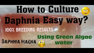 Daphnia MagnaHow to Culture Daphnia Easy wayCulturing Daphnia using Green water Daphnia [upl. by Hacker934]