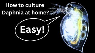 BEST Live Fish Food Beginner guide How to Culture Daphnia at home [upl. by Solorac322]