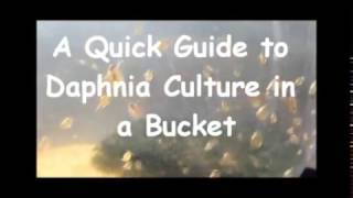 How to culture daphnia outside [upl. by Mount]