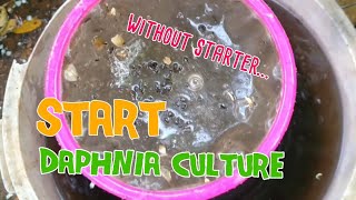 How to culture daphnia moina the easy way 1  Starting the Daphnia culture [upl. by Fleming]