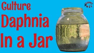 How to Culture Daphnia in a Jar [upl. by Monteria]