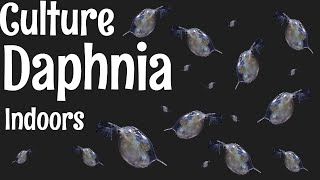 How to Culture Daphnia [upl. by Tawnya368]