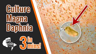 How to culture DAPHNIA MAGNA  The easy way [upl. by Chatav]