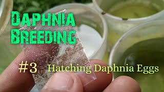 Daphnia Culture made simple and easy 3  Hatching Daphnia eggs [upl. by Whetstone]