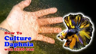 How to Culture Daphnia with ZERO Cost  Unlimited Live Food For Our Fish [upl. by Anerbas148]