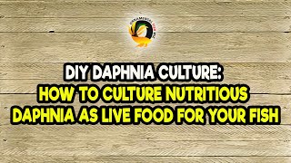 DIY Daphnia Culture How to Culture Nutritious Daphnia as Live Food for Your Fish [upl. by Kassey733]