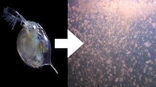 How I Culture Daphnia [upl. by Atekram]