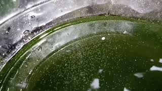 DAPHNIA MOINA CULTURE IN A SMALL BUCKET [upl. by Ahseya]