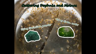 How To Culture Daphnia and Moinas using Green Water Spirulina powder [upl. by Brotherson]