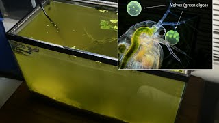 Raising Daphnia for the Freshwater Aquarium [upl. by Fedak]