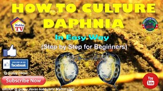 HOW TO CULTURE DAPHNIA In Easy Way [upl. by Grete]